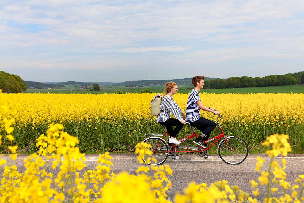 Foto på två personer som cyklar på en tandemcykel vid sidan av ett rapsfält. 