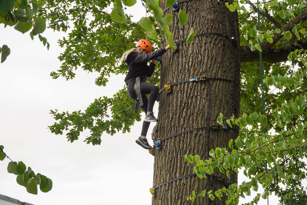 Bild på en person som klättrar i ett träd med kätterutrustning.