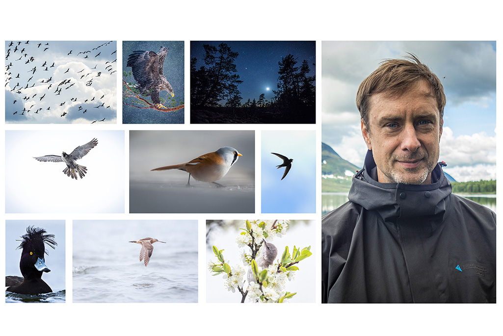Kollage med bilder på fåglar och en porträttbild på naturfotografen Johan Lind.