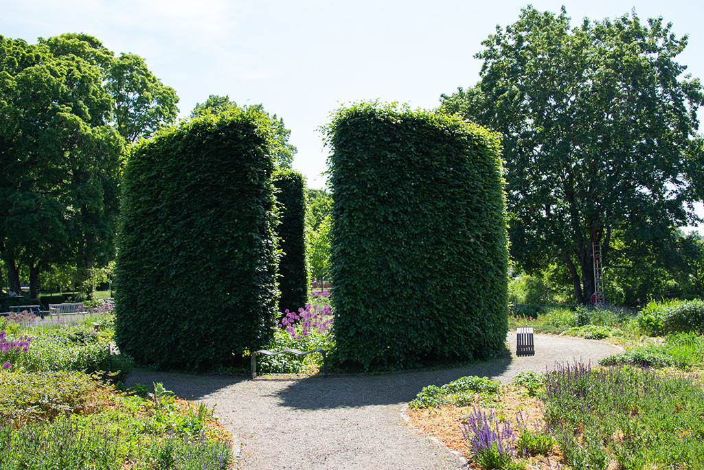 Bild på Drömparken i Enköping där man ser tre stora buskar och en grusgång.
