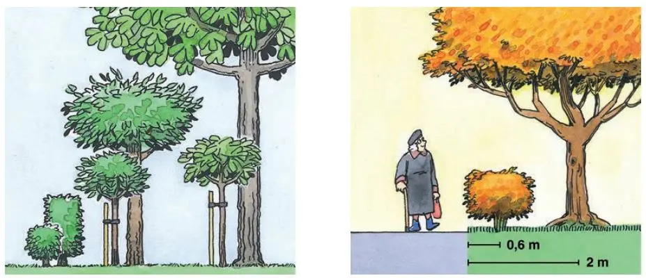 Illustration av hur buskar och träd bör planteras på tomten. Se beskrivning innan bilden.