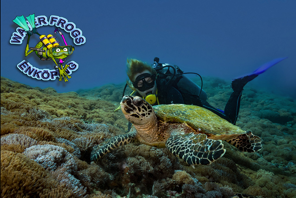 Bild på en dykare och en sköldpadda.