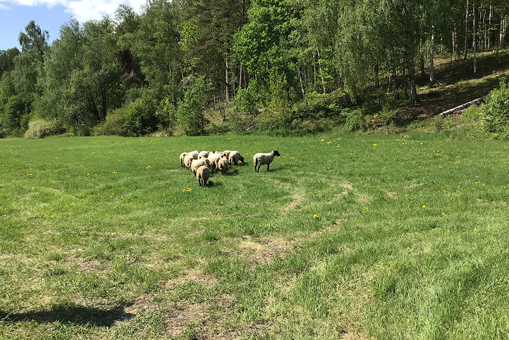 Bild på får som betar på en grönyta.