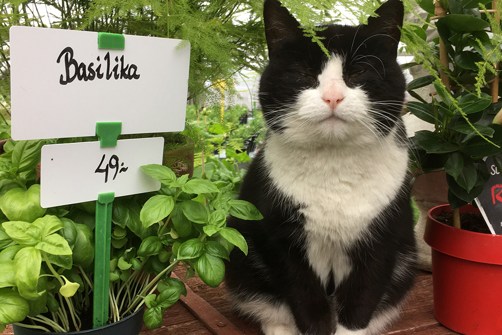 Bild på en katt som sitter bredvid lite växter.