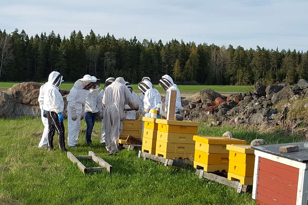 Bild på biodlare vid tre bikupor.