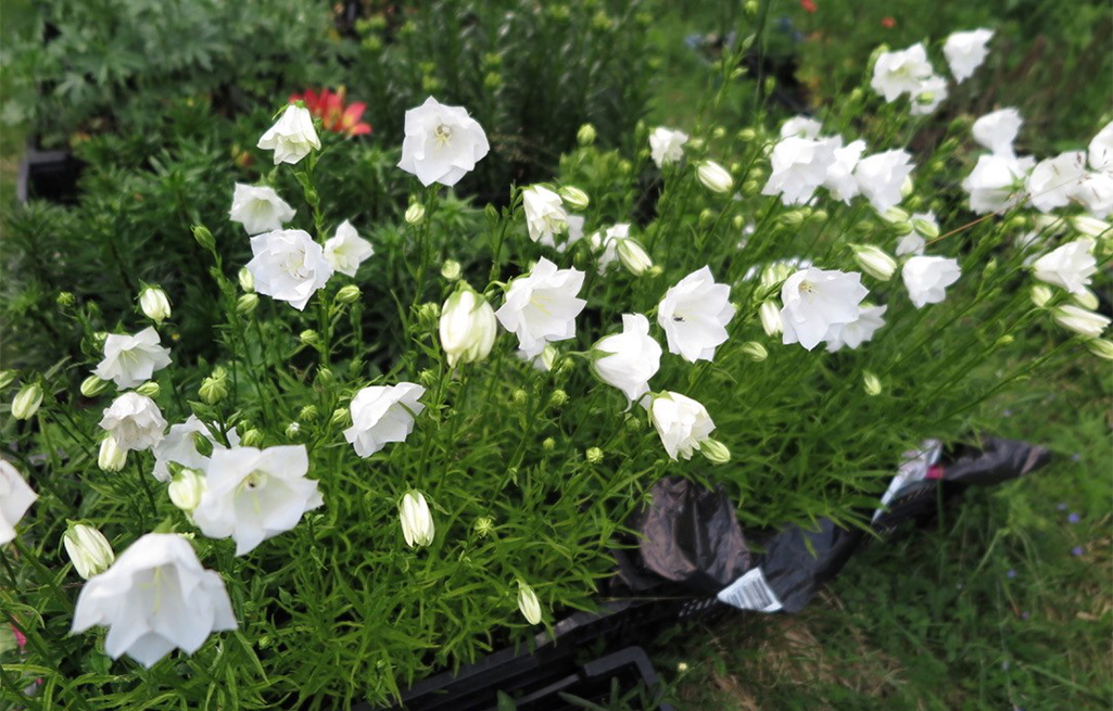 Bild på vita blommor som heter storklocka som är planterade i en blomlåda.