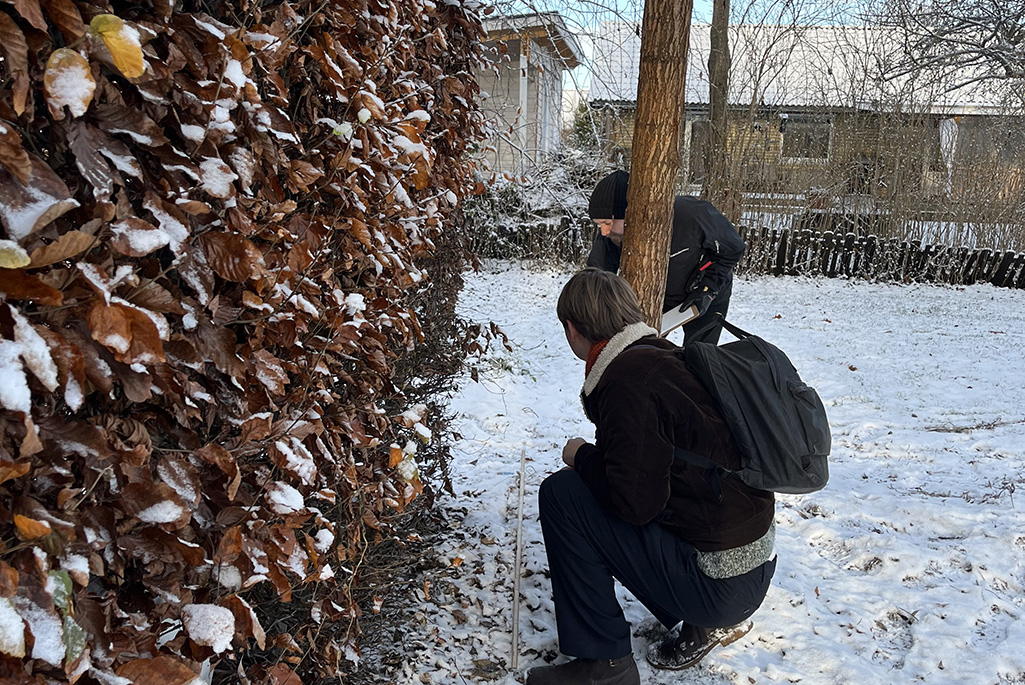 Vinter och två personer böjer sig ner vid en avenbokhäck.