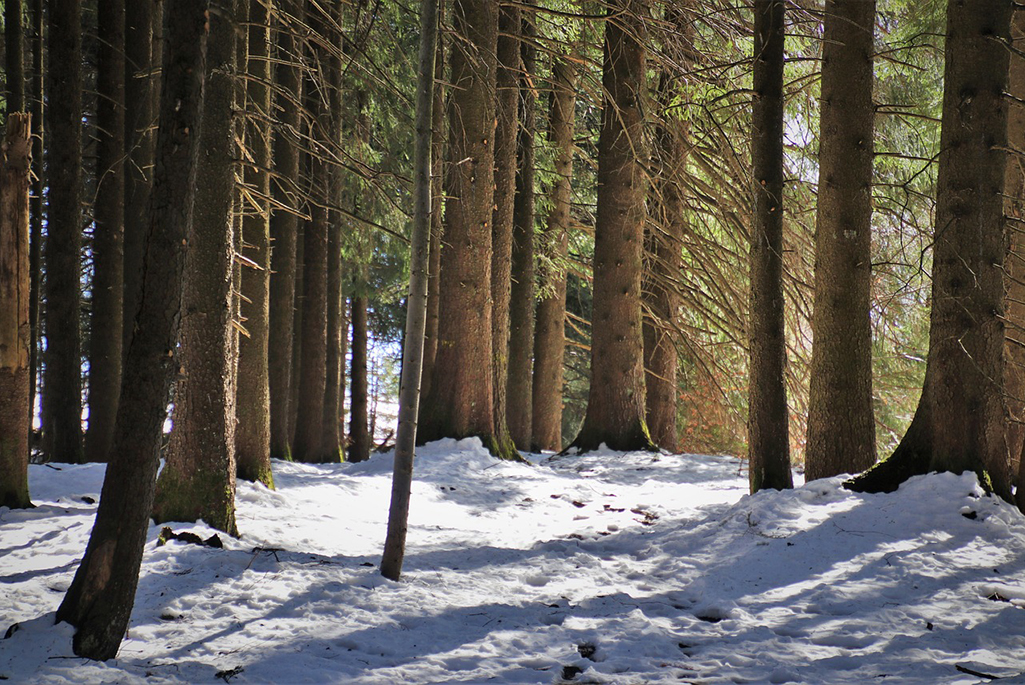 Foto på skog med snö