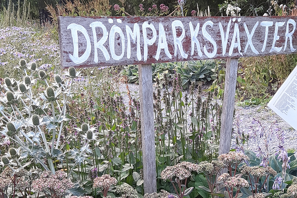 Bild på växter och en träskylt där det står Drömparksväxter.