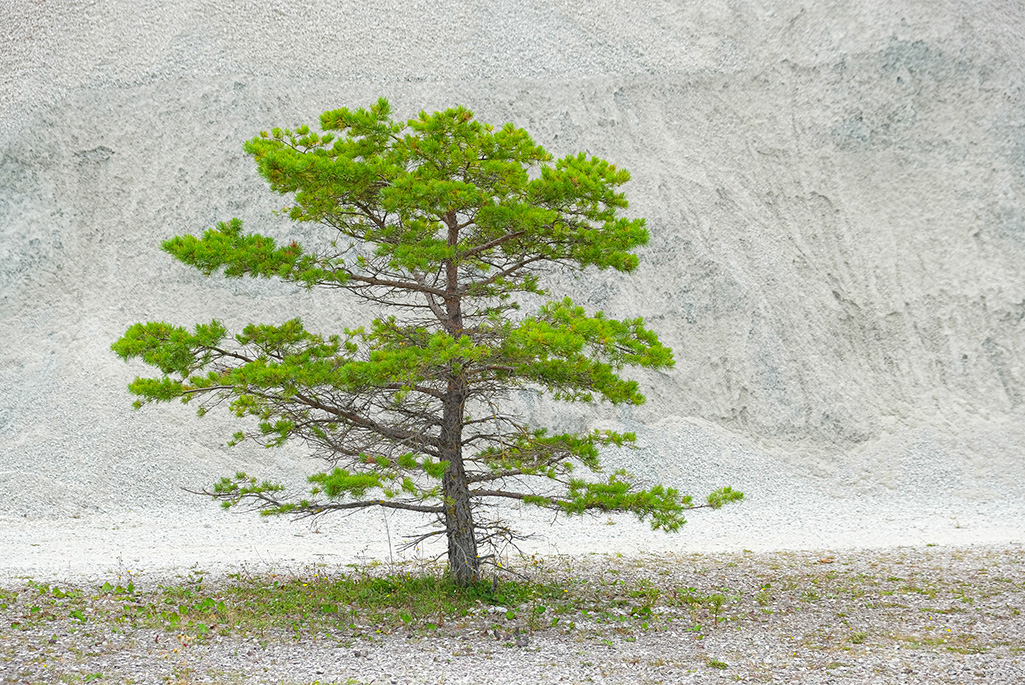 Bild på ett träd som står i ett grustag.